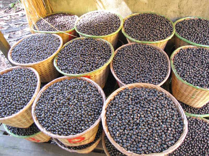 Acai: The Original Superfruit